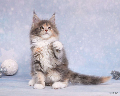 Кошечка редкого окраса