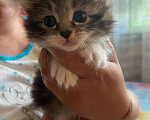 Кошки в Рязани: Котята Курильского бобтейла, 7 000 руб. - фото 1