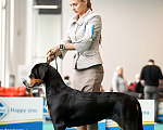 Собаки в Москве: Щенки Большого Швейцарского зенненхунда, 80 000 руб. - фото 1