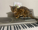 Кошки в других городах Московской области: Пропала бенгальская кошка! Девочка, 30 000 руб. - фото 1