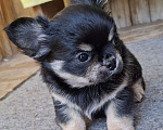 Собаки в других городах Калужской области: Мальчик черный триколор Мальчик, 50 000 руб. - фото 3