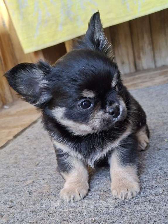 Собаки в других городах Калужской области: Мальчик черный триколор Мальчик, 50 000 руб. - фото 3