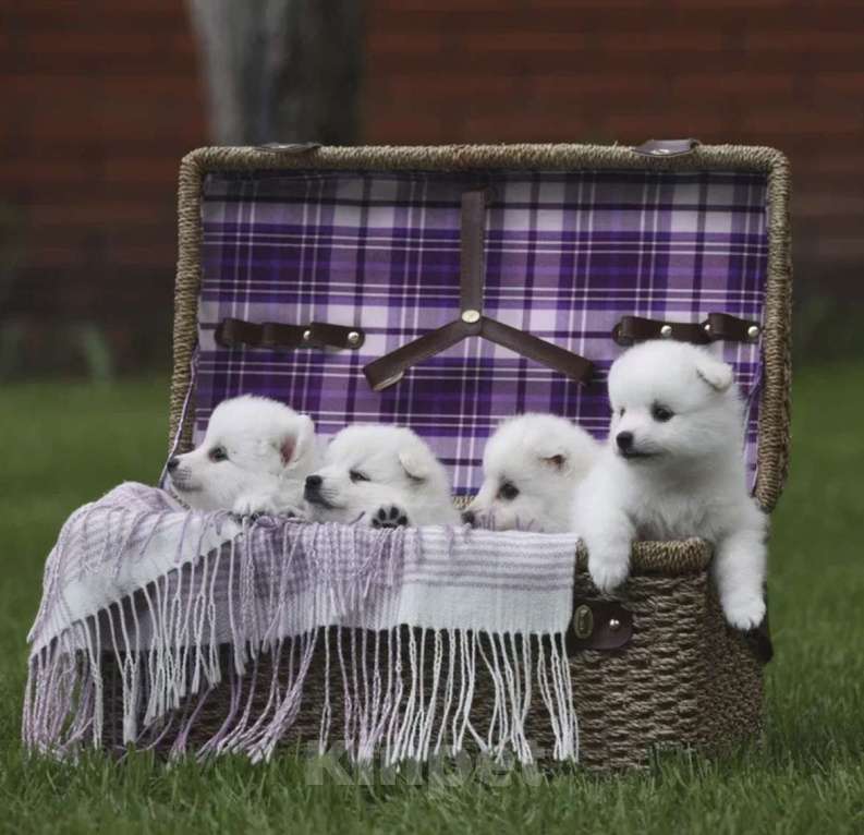 Собаки в Нефтекамске: Японский шпиц Девочка, 35 000 руб. - фото 4