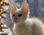 Кошки в Москве: Пушистый ангел для вашего новогоднего настроения Мальчик, 100 000 руб. - фото 2