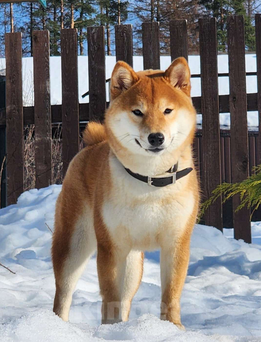 Собаки в Санкт-Петербурге: Сиба-ину вязка кобель  Мальчик, 30 000 руб. - фото 6
