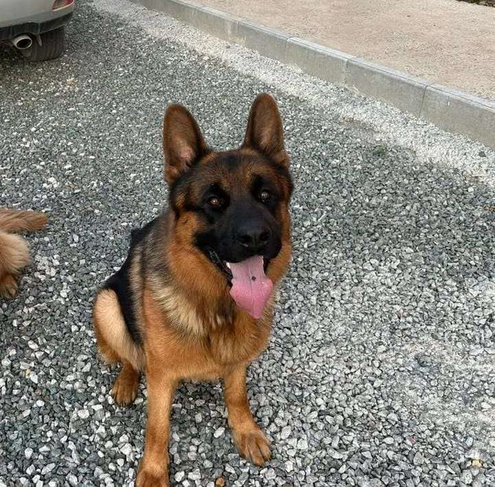 Собаки в Находке: Длинношёрстный щенок готов к продаже  Мальчик, Бесплатно - фото 6