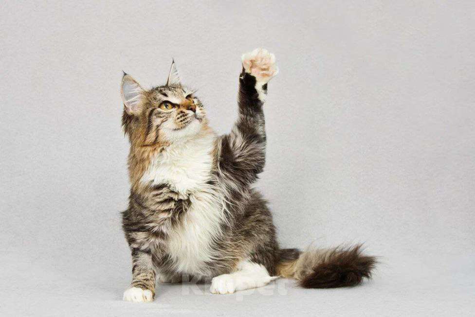 Кошки в Москве: Пушистая Бурка, кошка вашей мечты, у нас. Ждет вас. Девочка, Бесплатно - фото 7