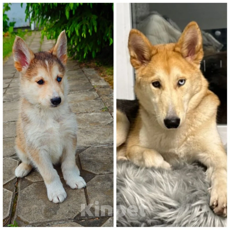 Собаки в Москве: Щенки волкособа Разнополые, 8 000 руб. - фото 5