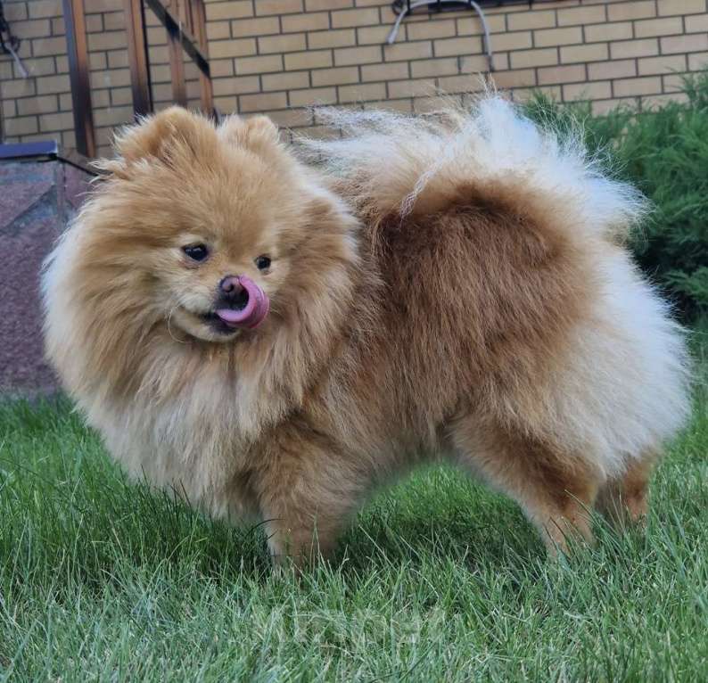 Собаки в Санкт-Петербурге: Померанский шпиц  Мальчик, 15 000 руб. - фото 3