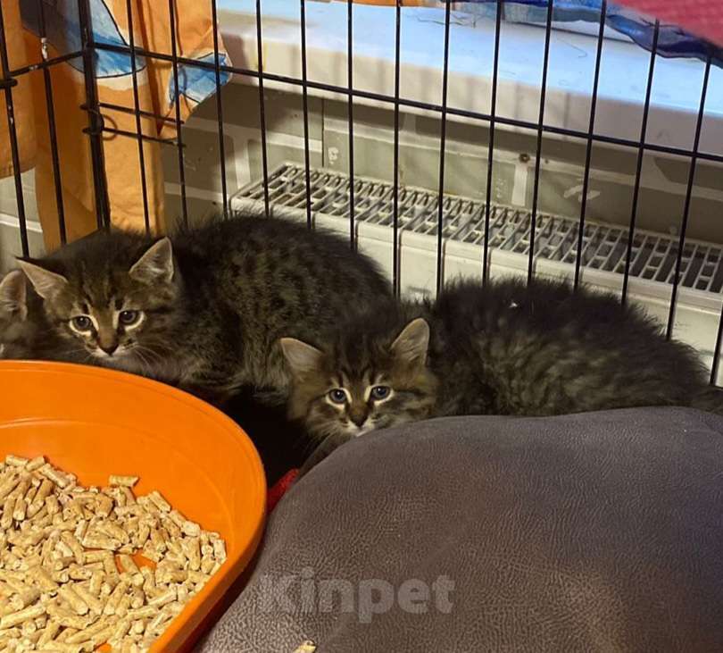 Кошки в Москве: Маленькие пушистые шпротики в добрые руки Мальчик, Бесплатно - фото 2