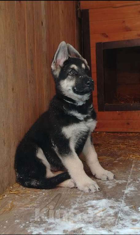 Собаки в других городах Краснодарского края: Щенки Восточноевропейской овчарки  Мальчик, 60 000 руб. - фото 1