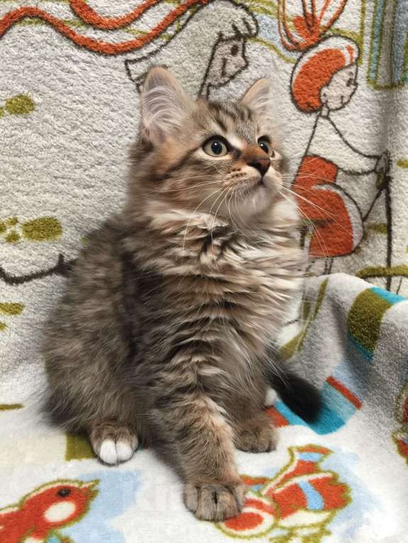 Кошки в Санкт-Петербурге: Сибирские котята Мальчик, 45 000 руб. - фото 5