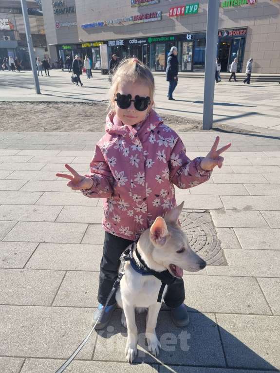 Собаки в Москве: Мама хаски папа немец Мальчик, Бесплатно - фото 7