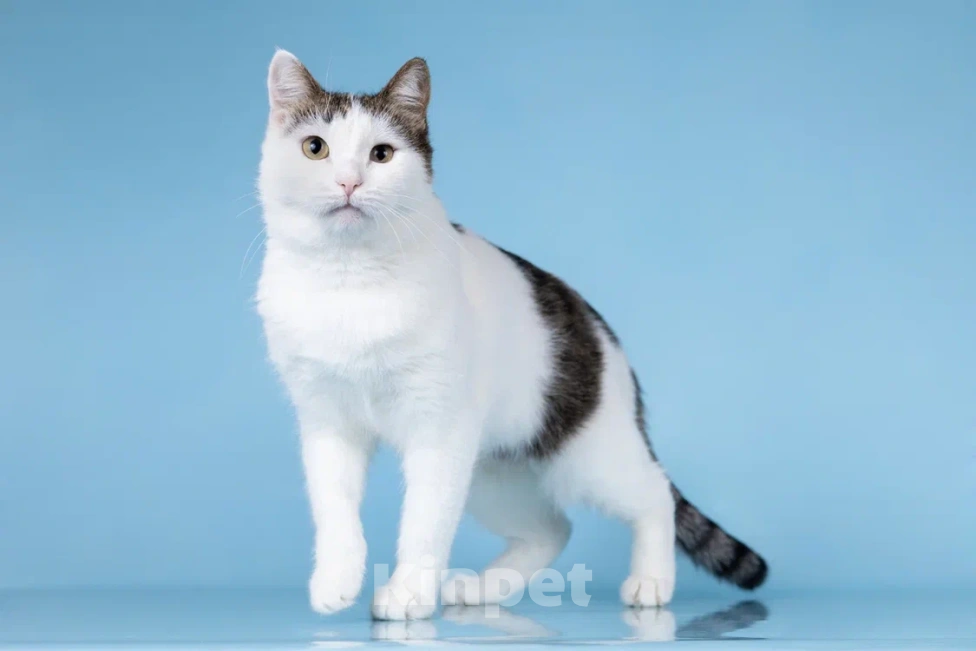 Кошки в Москве: Ласковая Эйва в добрые руки Девочка, Бесплатно - фото 2