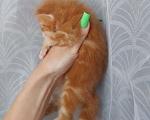 Кошки в Щелково: Мальчик мейн-кун полидакт  Мальчик, 150 000 руб. - фото 4