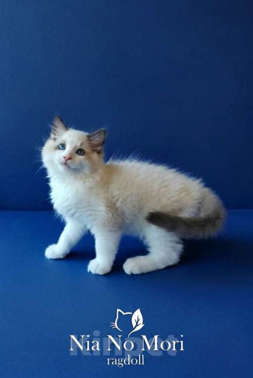 Кошки в Москве: Котёнок породы Рэгдолл - Brain Мальчик, 65 000 руб. - фото 7