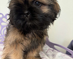 Собаки в Санкт-Петербурге: Мальчик ши тцу Мальчик, 30 000 руб. - фото 3