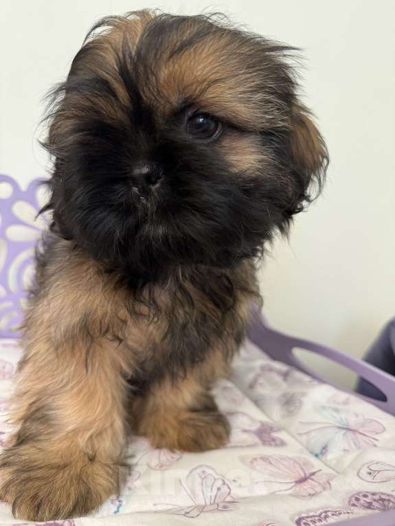 Собаки в Санкт-Петербурге: Мальчик ши тцу Мальчик, 30 000 руб. - фото 3
