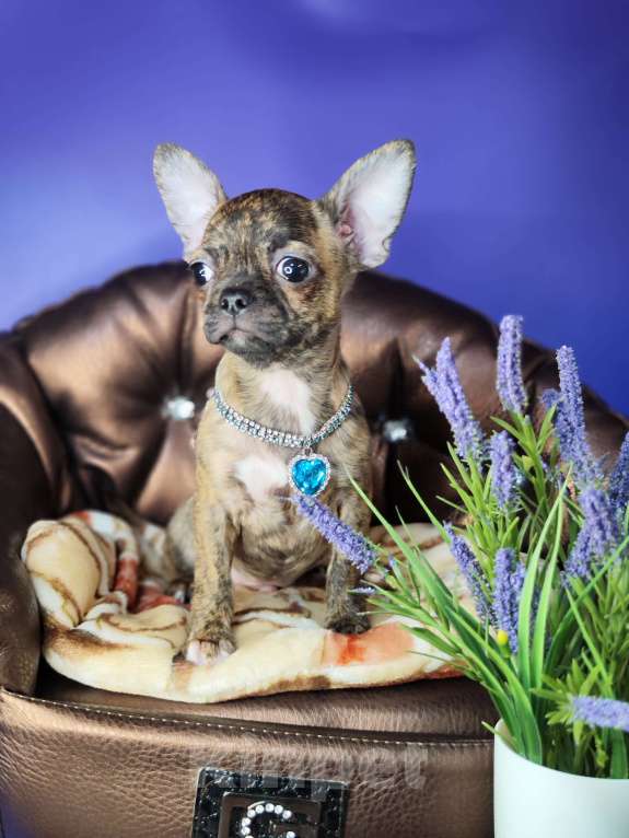 Собаки в Москве: Мальчики чихуахуа бейби фейс  Мальчик, 25 000 руб. - фото 8