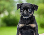 Собаки в Санкт-Петербурге: продается щенок пти брабансона Мальчик, 40 000 руб. - фото 1