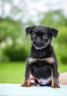 Объявление: продается щенок пти брабансона, 40 000 руб., Санкт-Петербург