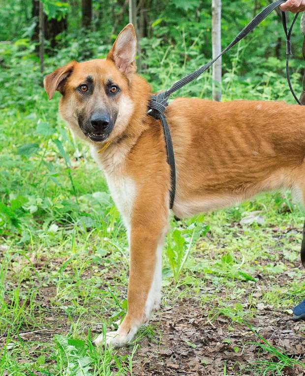 Собаки в Москве: Честер, красавец пес так и ждет в приюте Мальчик, Бесплатно - фото 4