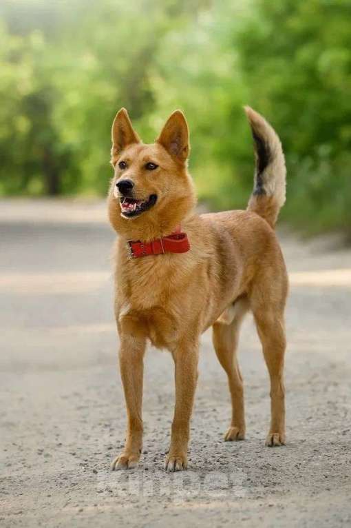 Собаки в Ярославле: Арни Ждет Вас в приюте! Мальчик, Бесплатно - фото 5