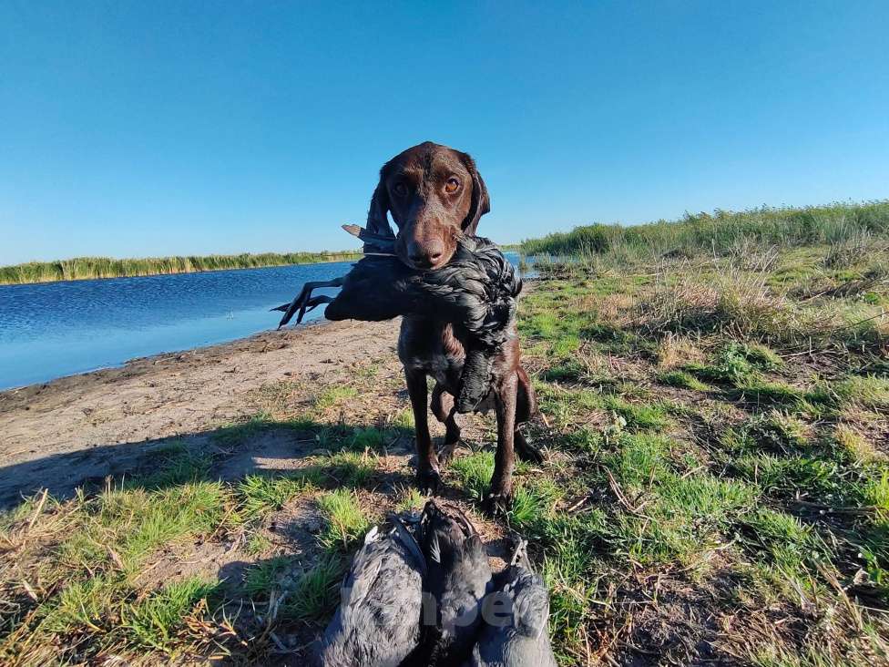 Собаки в Новосибирске: Щенок курцхаара Мальчик, 45 000 руб. - фото 4