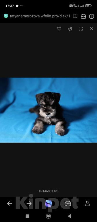 Собаки в Череповце: Аффи Каора Девочка, 45 000 руб. - фото 2