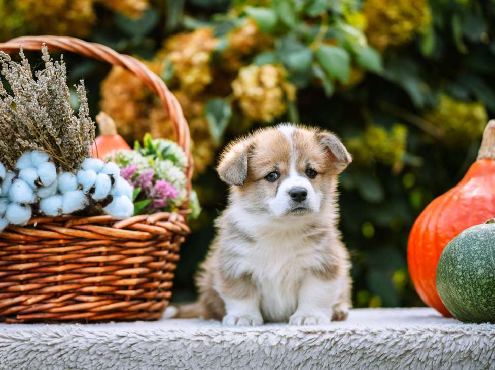 Собаки в Новосибирске: Вельш Корги Пемброк Мистер Марти Мальчик, 75 000 руб. - фото 4