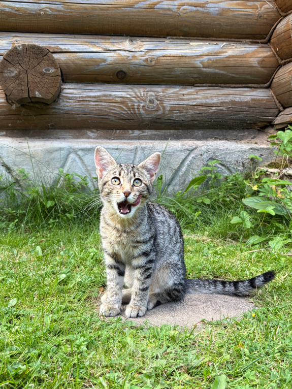 Кошки в других городах Московской области: Котенок ищет срочно дом! (Москва, МО, Красногорск) Девочка, Бесплатно - фото 4