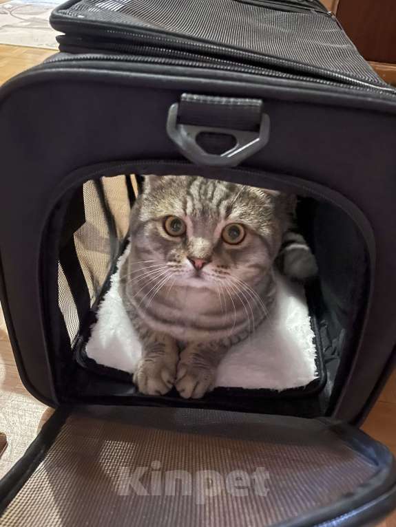 Кошки в Липецке: Потерялся кот по кличке Джексон  Мальчик, 2 000 руб. - фото 3