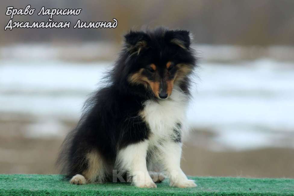 Собаки в Рязани: Шелти. Маленькая собачка в квартиру Разнополые, Бесплатно - фото 9