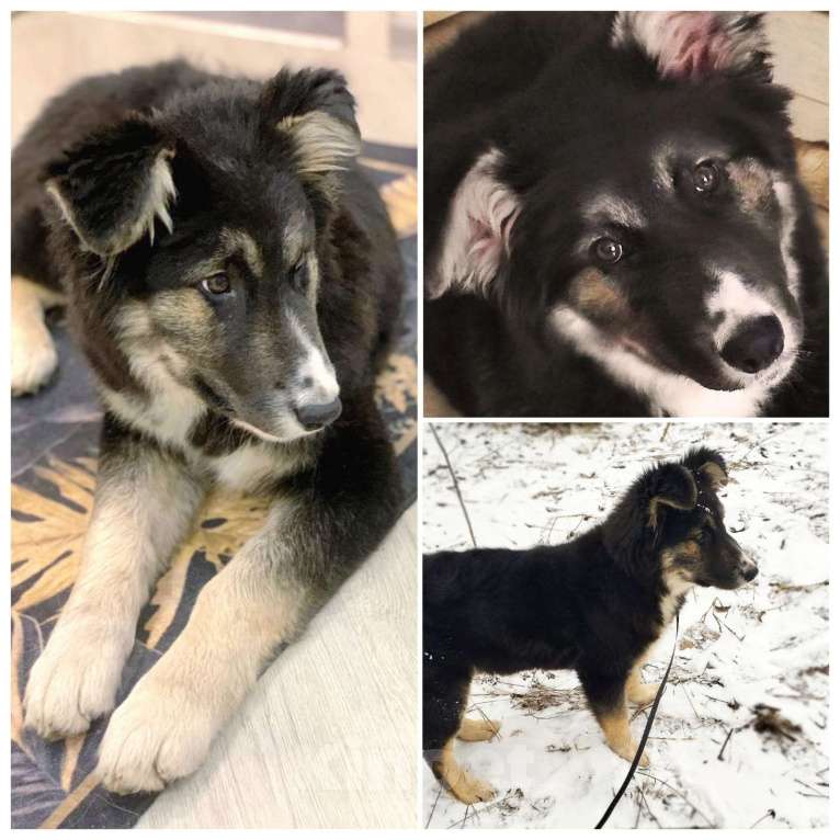 Собаки в других городах Московской области: Пушистый медвежонок по имени Мишка Девочка, 800 руб. - фото 4