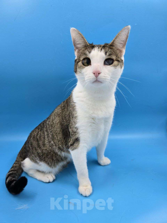 Кошки в Москве: Ласковейшая Юна в добрые руки Девочка, Бесплатно - фото 4