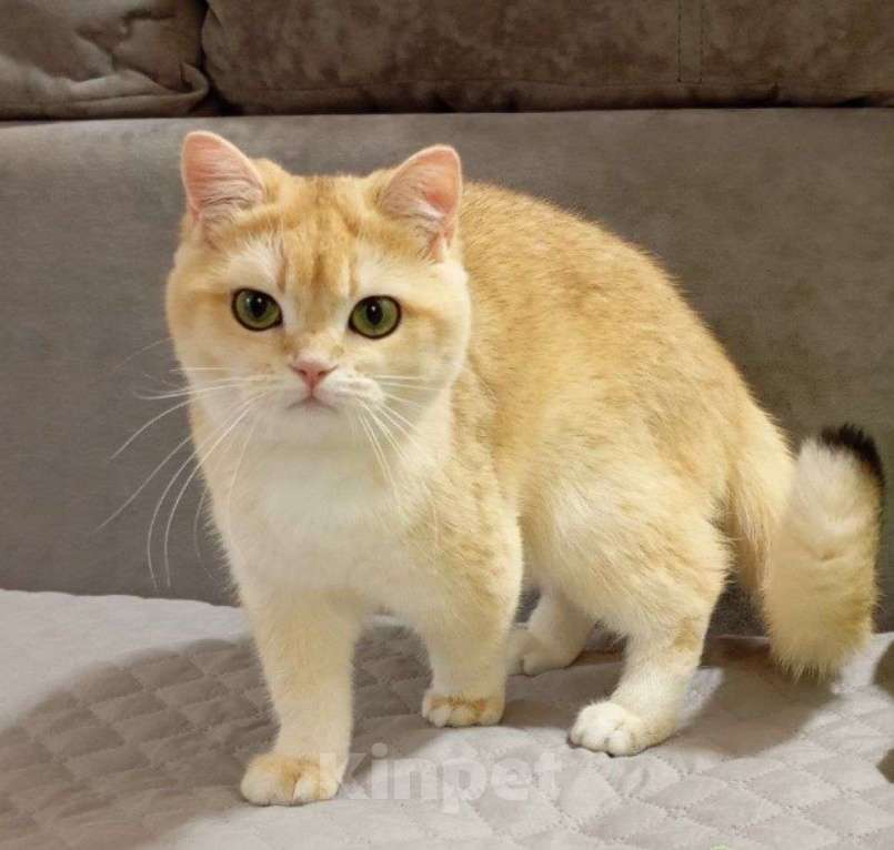 Кошки в Москве: Британская девочка Девочка, 70 000 руб. - фото 5