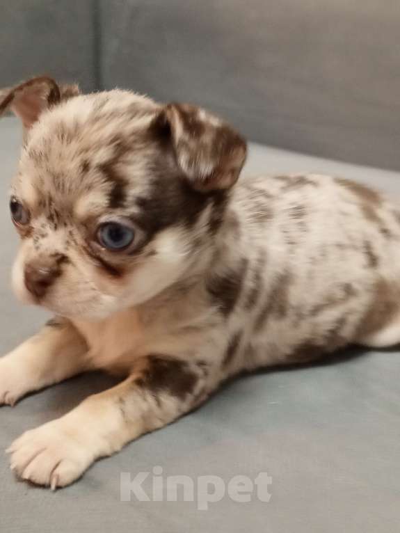 Собаки в Санкт-Петербурге: Новогоднее чудо Мальчик, 65 000 руб. - фото 3