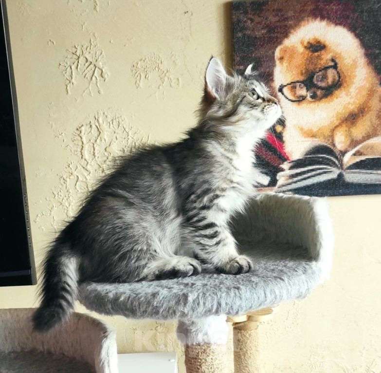 Кошки в Новосибирске: Jemka Девочка, 50 000 руб. - фото 5