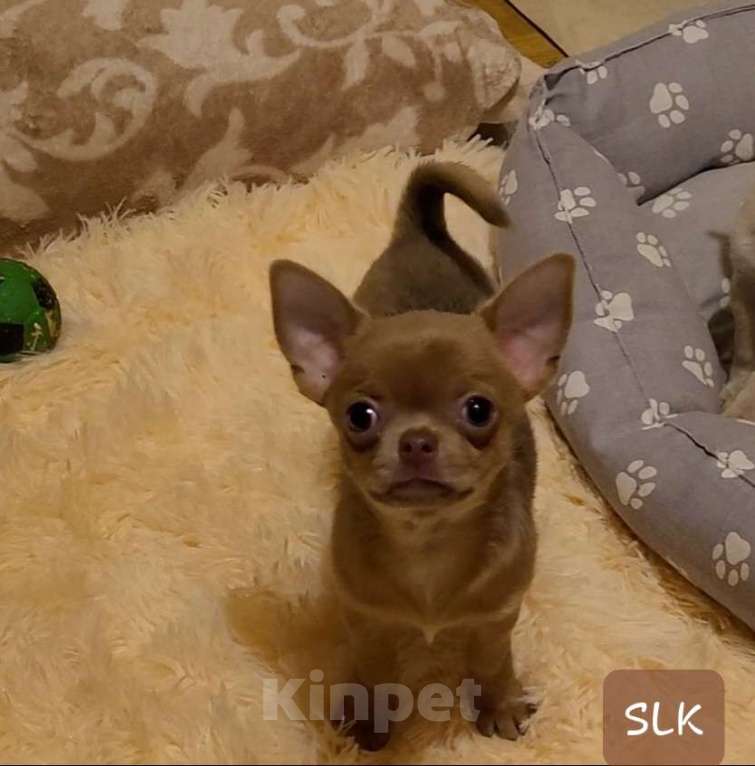 Собаки в Москве: Девочка Чихуахуа Бьюти Девочка, Бесплатно - фото 1