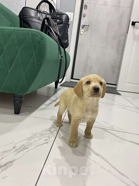 Собаки в Чебоксарах: Щенок Девочка, 3 000 руб. - фото 2