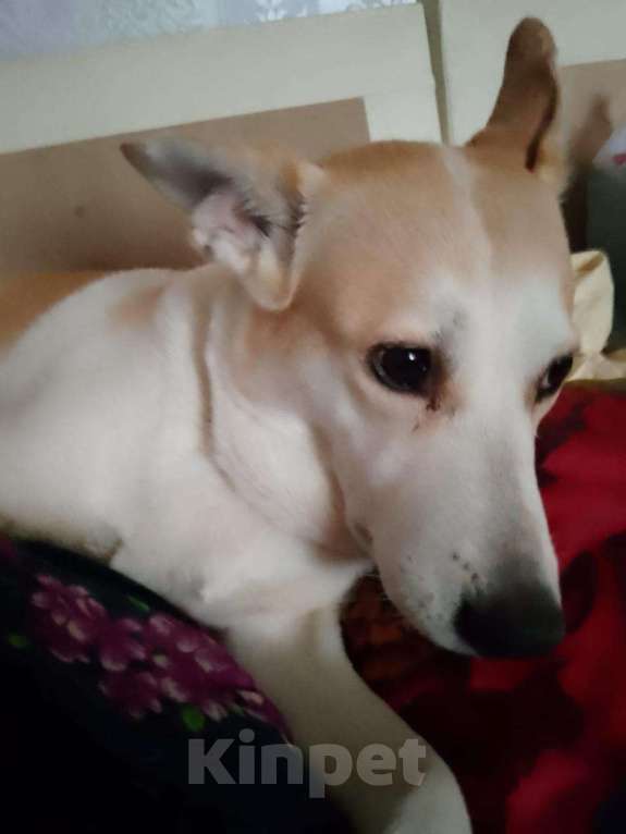 Собаки в Красногорске: Собака в добрые руки Девочка, Бесплатно - фото 3