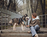 Собаки в Москве: спокойный хаски Канзи изет дом Мальчик, Бесплатно - фото 7