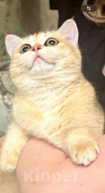 Кошки в Назрани: Золотая шиншилла, чистокровная британка Девочка, 45 000 руб. - фото 2