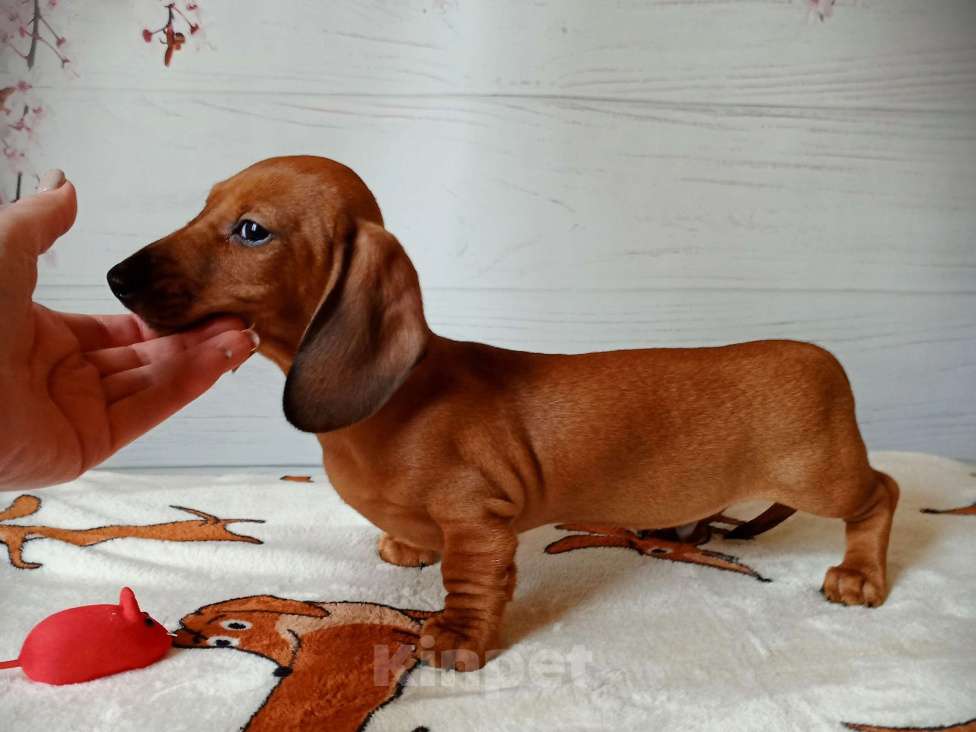 Собаки в Ростове-на-Дону: Щенок таксы миниатюрой Мальчик, 60 000 руб. - фото 3