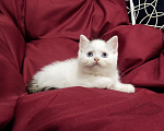 Кошки в Пскове: Черный ван голубоглазый Мальчик, 25 000 руб. - фото 5