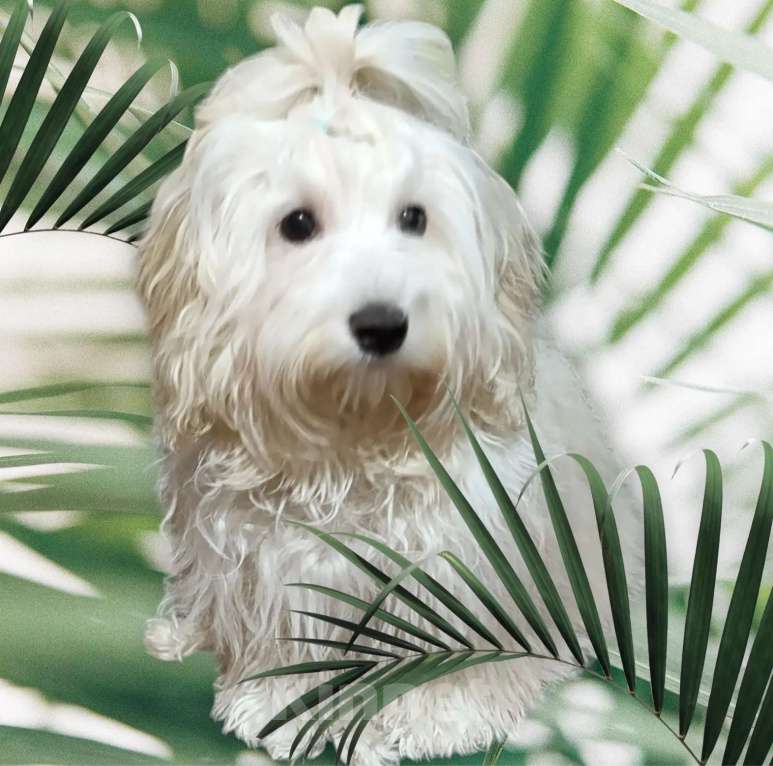 Собаки в Краснодаре: Щенки мальтипу Девочка, 35 000 руб. - фото 5