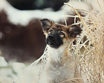 Собаки в Москве: Щенки овчароиды в добрые руки, 1 руб. - фото 7