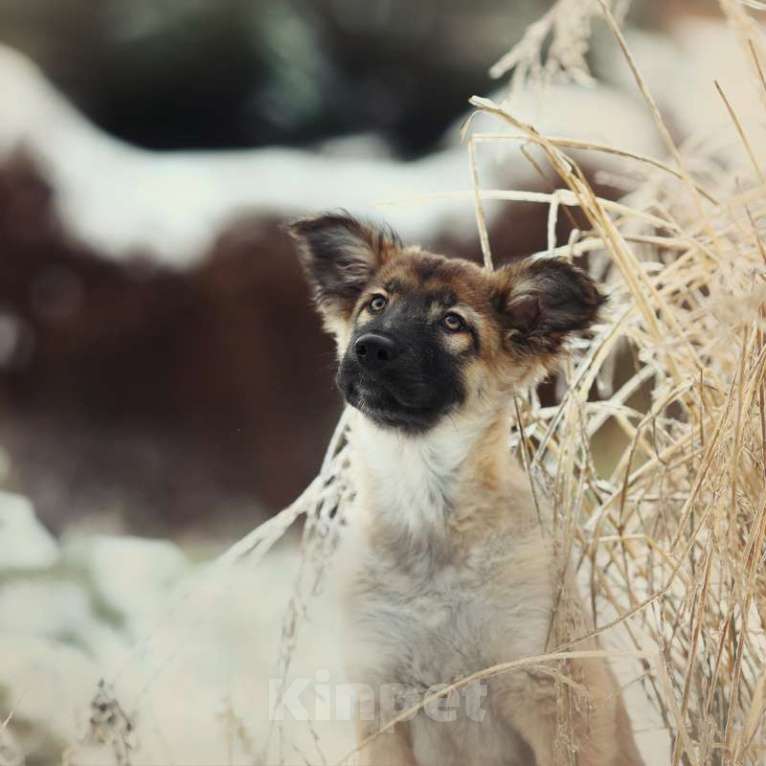 Собаки в Москве: Щенки овчароиды в добрые руки, 1 руб. - фото 7