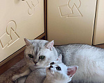 Кошки в Белогорска: Услуги вязки, 4 руб. - фото 4