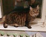 Кошки в Курске: Василиса, 1 руб. - фото 3